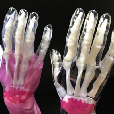 multi material Polyjet anatomical model